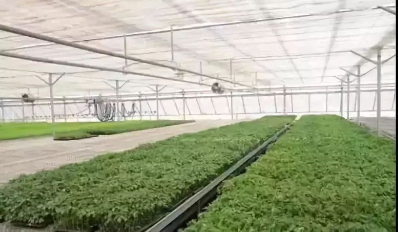智慧农业：开启未来农业新篇章